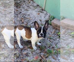 French Bulldog Puppy for sale in TAMPA, FL, USA