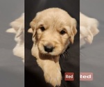 Puppy Red Labrador Retriever
