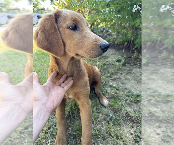 Medium Photo #1 Flat Coated Retriever-Golden Retriever Mix Puppy For Sale in EVA, AL, USA