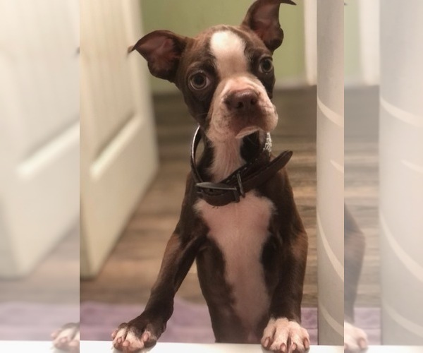 Medium Photo #1 Boston Terrier Puppy For Sale in AIKEN, SC, USA