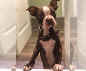 Boston Terrier Puppy for sale in AIKEN, SC, USA