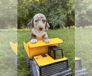 Dachshund Puppy for sale in MIDDLEBURY, IN, USA