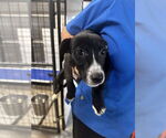 Small #2 Border Collie Mix