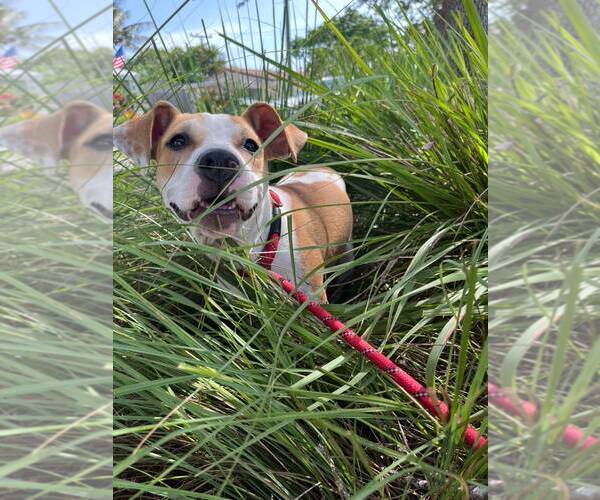 Medium Photo #2 Mutt Puppy For Sale in Pompano Beach , FL, USA
