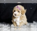 Small #2 Maltipoo