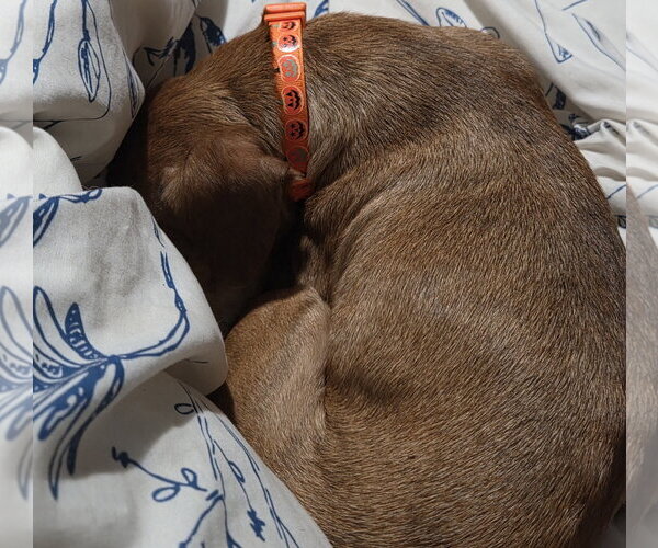 Medium Photo #11 Chiweenie Puppy For Sale in Sandy, UT, USA