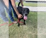 Small #1 Labrador Retriever