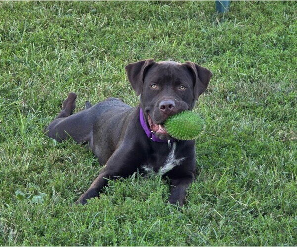 Medium Photo #5 Labrador Retriever-Unknown Mix Puppy For Sale in South Bend, IN, USA