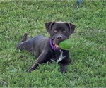 Small #4 Labrador Retriever Mix