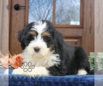 Small #3 Bernedoodle (Miniature) (+ Poodle Miniature)