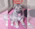Small #2 German Shepherd Dog-Siberian Husky Mix