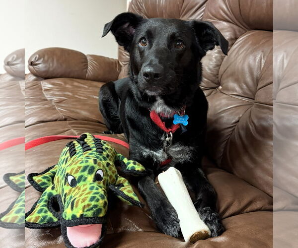 Medium Photo #3 Mutt Puppy For Sale in Fargo, ND, USA