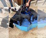 Small Photo #3 Labrador Retriever-Unknown Mix Puppy For Sale in Unionville, PA, USA