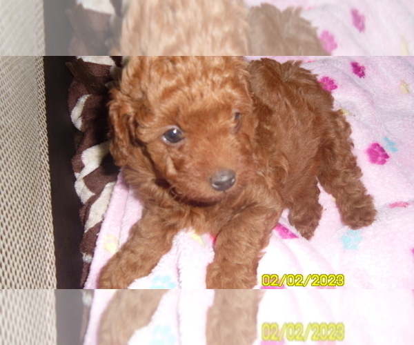 Medium Photo #1 Poodle (Toy) Puppy For Sale in DULUTH, GA, USA
