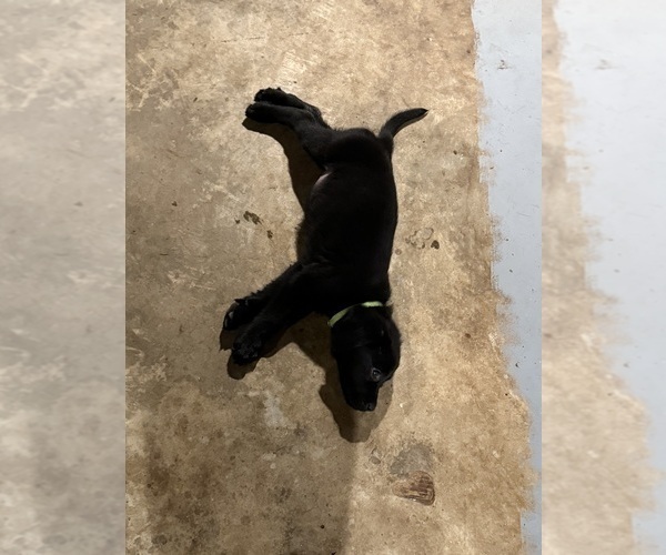 Medium Photo #4 Mastador Puppy For Sale in DAYTON, TN, USA