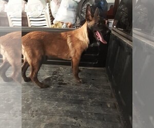 Belgian Malinois Puppy for sale in LAKE LOS ANGELES, CA, USA