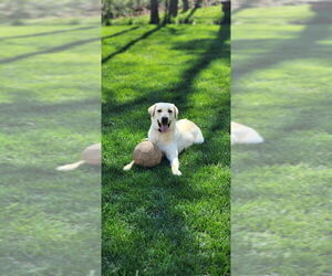 Father of the Labrador Retriever puppies born on 03/03/2026