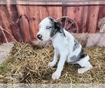 Small #11 Catahoula Leopard Dog