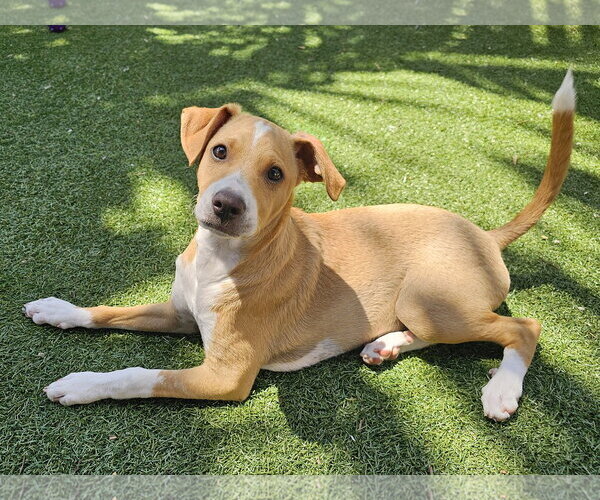 Medium Photo #9 Dachsador Puppy For Sale in Mission Viejo, CA, USA