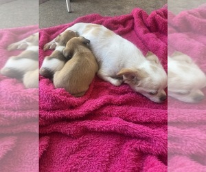 Chihuahua Puppy for sale in YORK, PA, USA