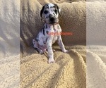 Puppy Red collar Great Dane