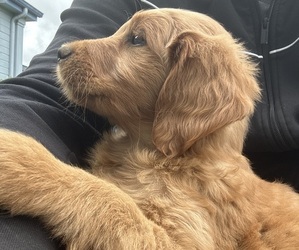 Golden Retriever-Goldendoodle Mix Puppy for sale in VANCOUVER, WA, USA