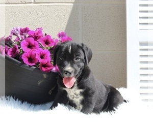 Dalmatian-English Cream Golden Retriever Mix Puppy for sale in FREDERICKSBURG, OH, USA