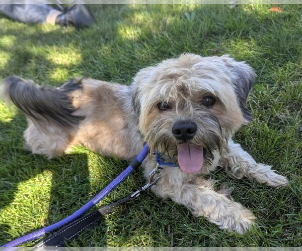 Medium Photo #6 Mutt Puppy For Sale in Westmont, IL, USA