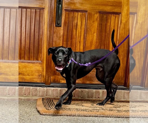 Medium Photo #7 Labrador Retriever-Unknown Mix Puppy For Sale in Germantown, OH, USA