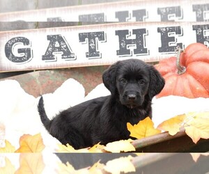 Labradoodle-Labrador Retriever Mix Puppy for sale in FREDERICKSBG, OH, USA