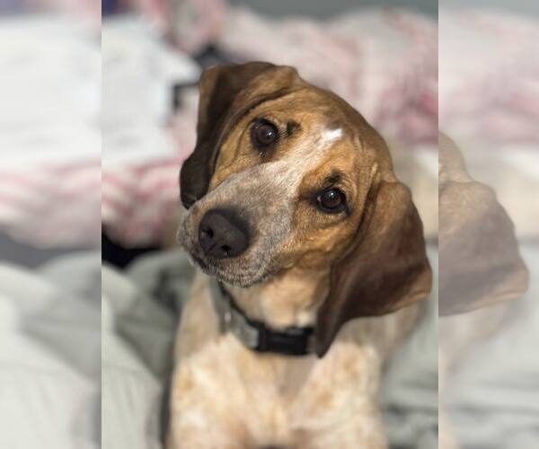 Medium Photo #4 Mutt Puppy For Sale in Woodbury, NY, USA