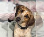 Small #3 Mutt