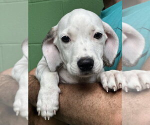 Mutt Dogs for adoption in Elmsford, NY, USA