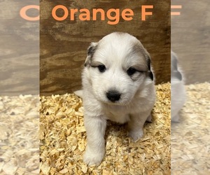 Great Pyrenees Puppy for sale in FRANKLIN, IN, USA
