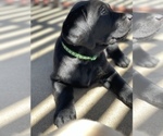 Small Photo #4 Labrador Retriever Puppy For Sale in OAKLEY, CA, USA
