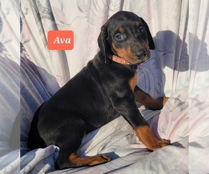 Doberman Pinscher Puppy for sale in POMEROY, OH, USA