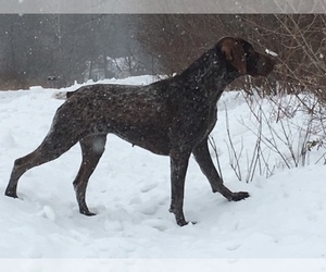German Shorthaired Pointer Puppy for sale in EQUINUNK, PA, USA