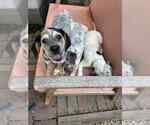 Small #2 Mutt
