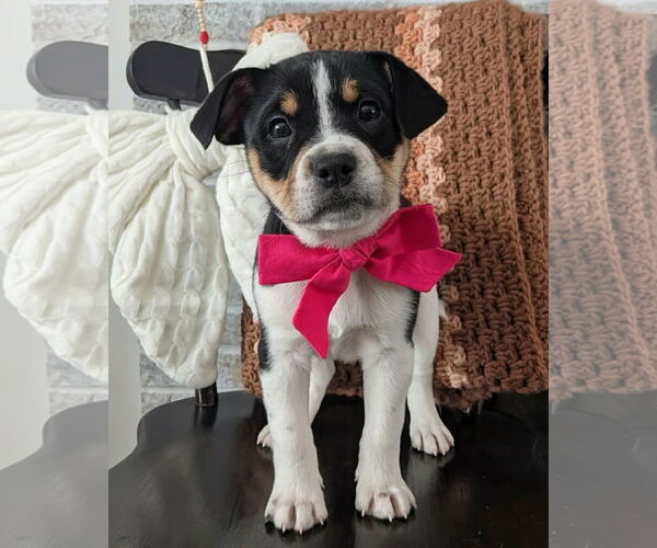 Medium Photo #1 Mutt Puppy For Sale in Rochester, NY, USA