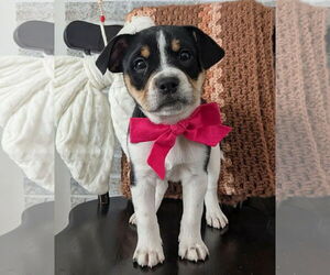 Mutt Dogs for adoption in Rochester, NY, USA