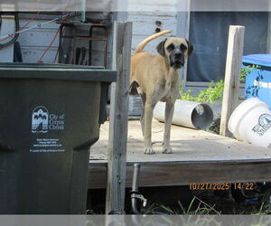 American Pit Bull Terrier Dogs for adoption in Corpus Christi, TX, USA