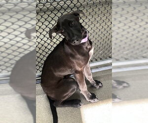 Labrador Retriever-Unknown Mix Dogs for adoption in Sterling, MA, USA