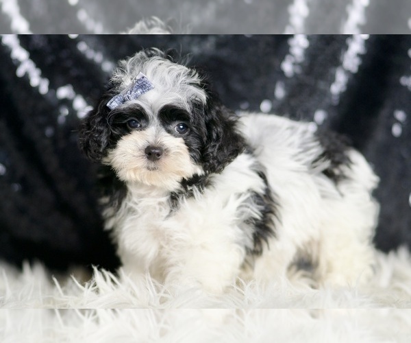 Medium Photo #4 Maltipoo Puppy For Sale in WARSAW, IN, USA