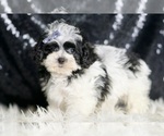 Small #3 Maltipoo