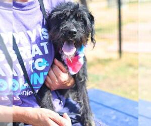 Mutt Dogs for adoption in San Antonio, TX, USA