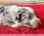 Small #4 Australian Shepherd