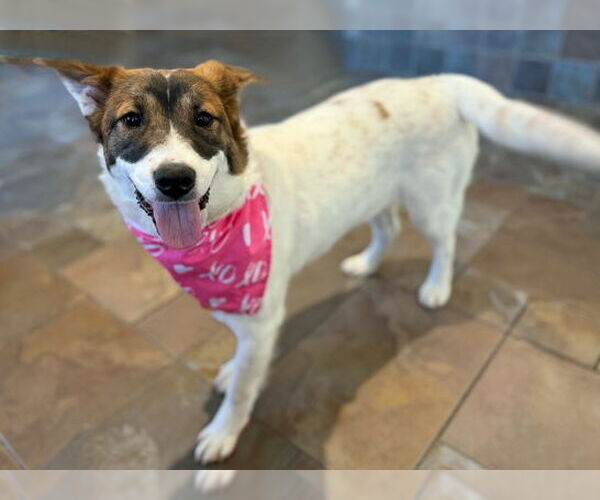 Medium Photo #14 Australian Shepherd-Unknown Mix Puppy For Sale in Arlington, VA, USA