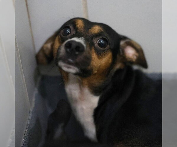Medium Photo #1 Chihuahua Puppy For Sale in San Antonio, TX, USA