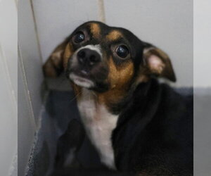 Chihuahua Dogs for adoption in San Antonio, TX, USA