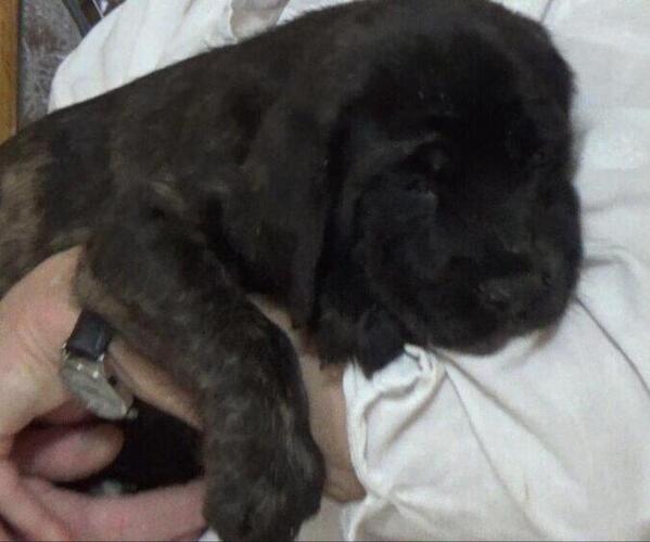 Medium Photo #4 American Mastiff Puppy For Sale in PIKETON, OH, USA